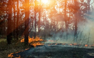 Waldbrand: Was bleibt, wenn’s brennt?