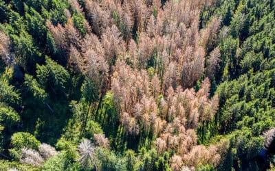 Woche des Waldes: Wie sich Österreichs Wälder an den Klimawandel anpassen
