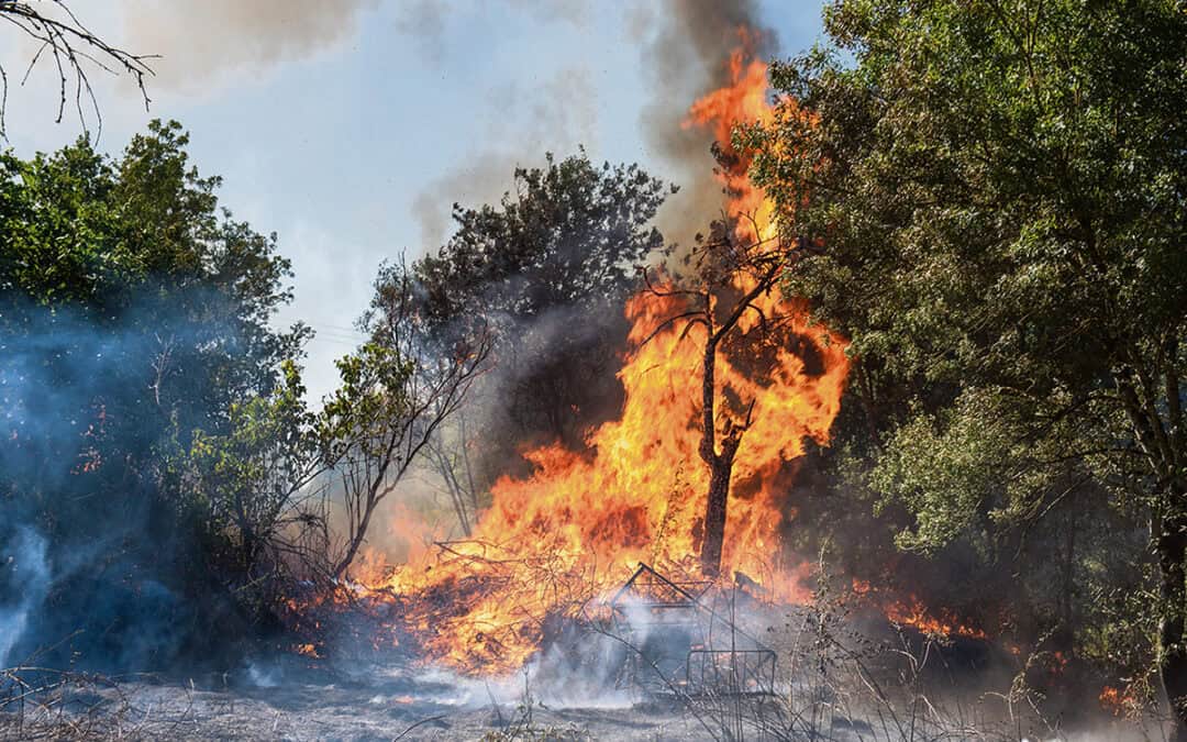 Waldbrände in Europa: Warum nachhaltige Forstwirtschaft jetzt entscheidend ist