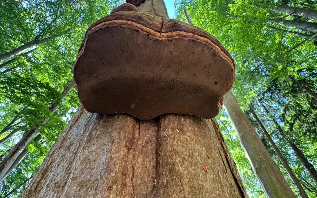 Biodiversität im Waldbau: Neuer Praxisleitfaden für nachhaltige Waldwirtschaft