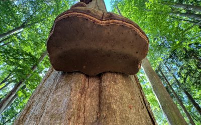 Biodiversität im Waldbau: Neuer Praxisleitfaden für nachhaltige Waldwirtschaft