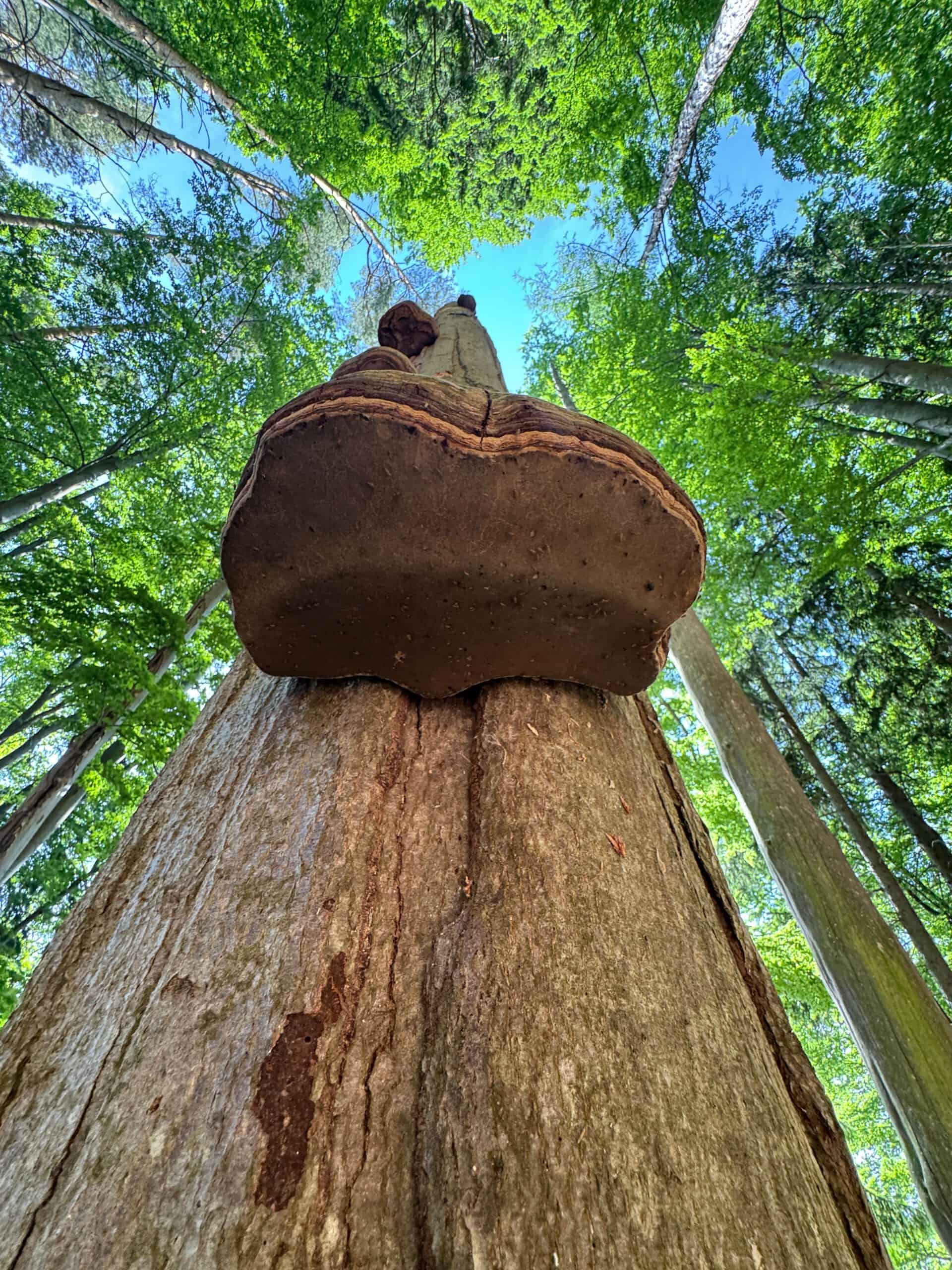 Stehendes Totholz fördert die Biodiversität im Wald