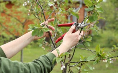 Kirschbaum schneiden zur Erntezeit: So gelingt der Formschnitt für wertvolles Kirschholz