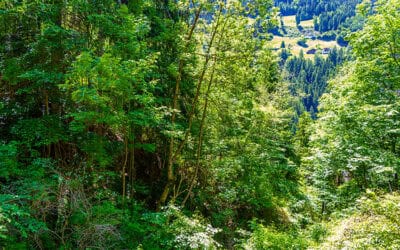 Schutzwälder in Österreich: Rückgrat des alpinen Bevölkerungsschutzes