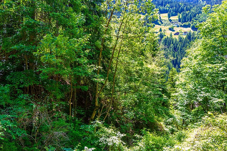 Standortgerechte Baumartenwahl im österreichischen Wald