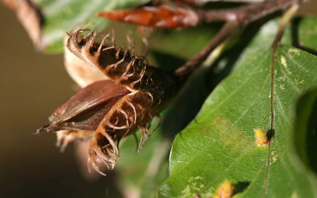 Nichtholzprodukte des Waldes (NWFP) in Österreich
