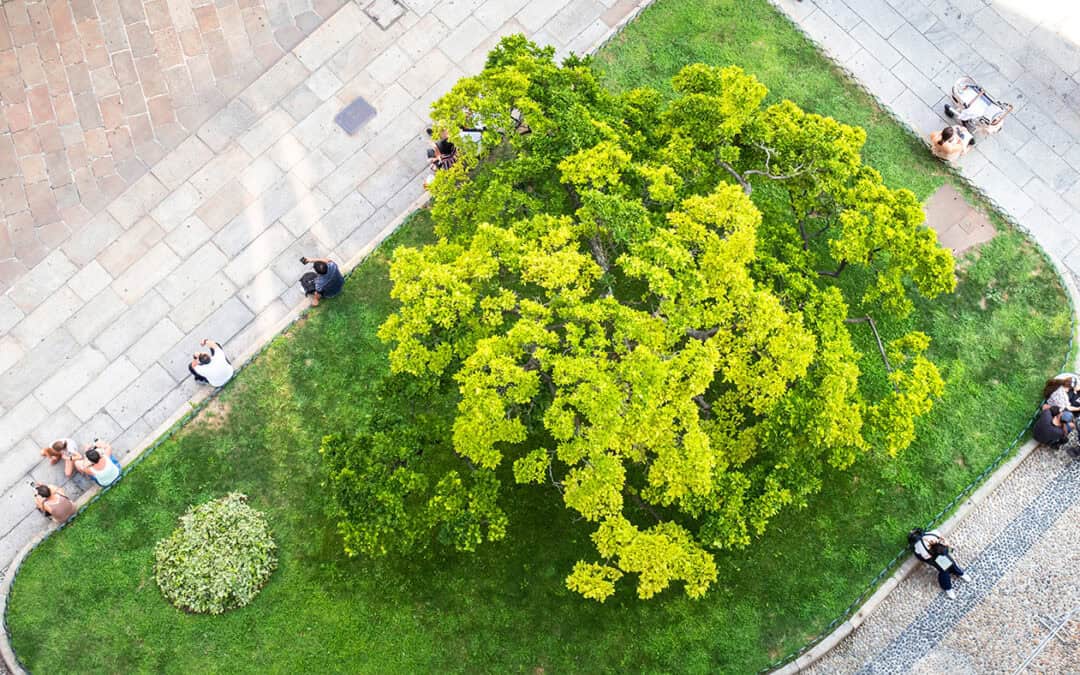 Mini-Wald – Maxi-Wirkung: Das bewirkt ein Miniwald!