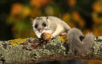 Siebenschläfer: Meisterschläfer und Bio-Indikator unserer Wälder