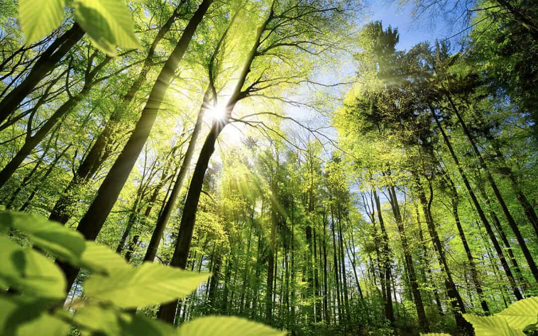 Waldverjüngung als Schlüssel für klimafitten Wald in Österreich
