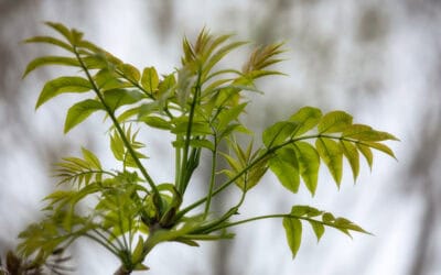 Die Esche stirbt nicht aus – Forschungsergebnisse der Initiative „Esche in Not“