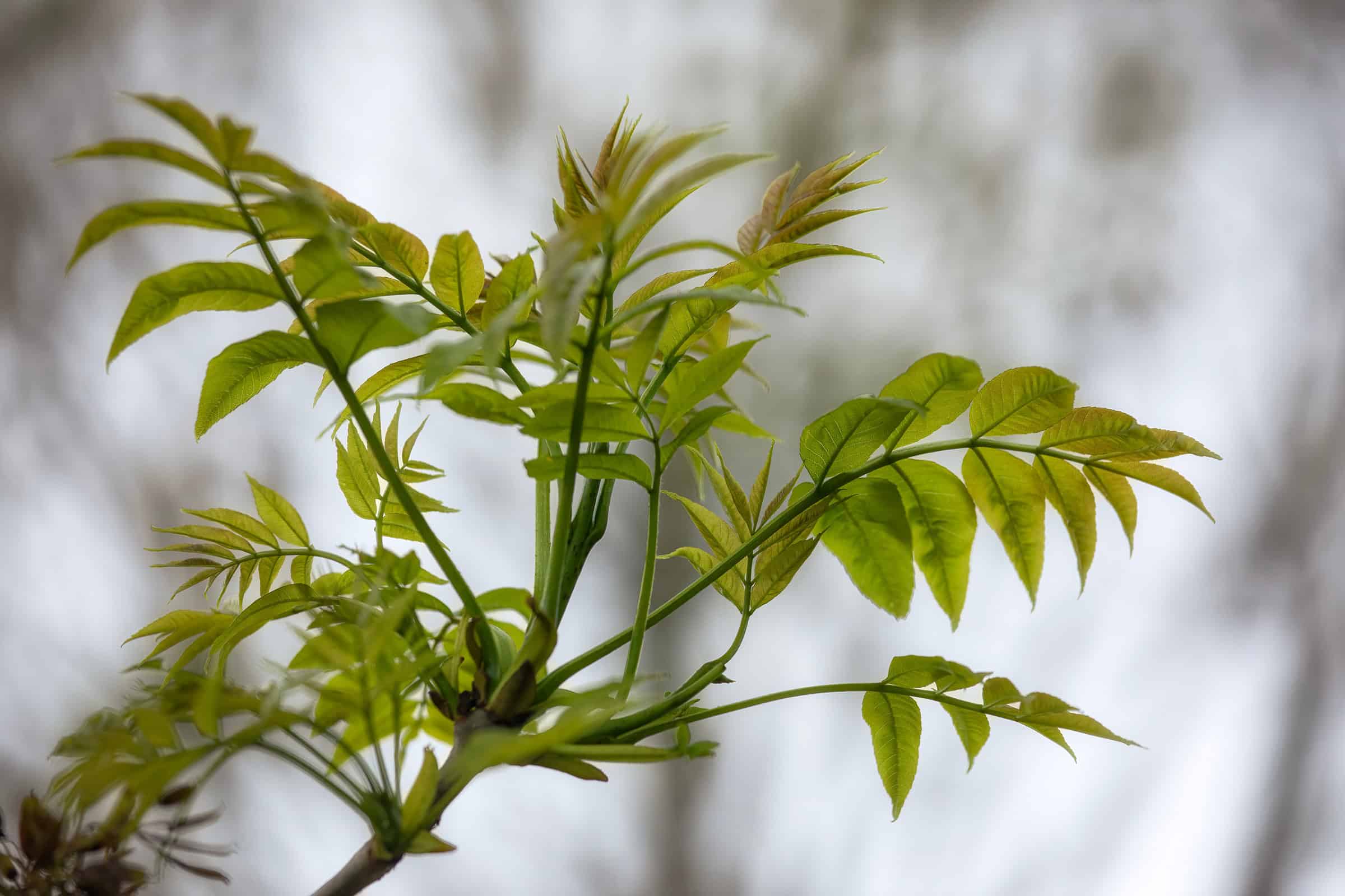 esche-aussterben-forschung-waldgeschichten Projekte Esche in Not gegen das Eschentriebsterben