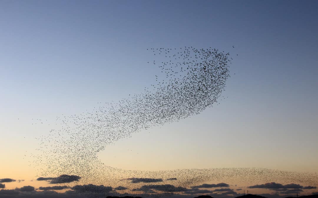 Zugvögel in Österreich: Zwischen Wald und Weltreise