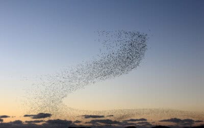 Zugvögel in Österreich: Zwischen Wald und Weltreise
