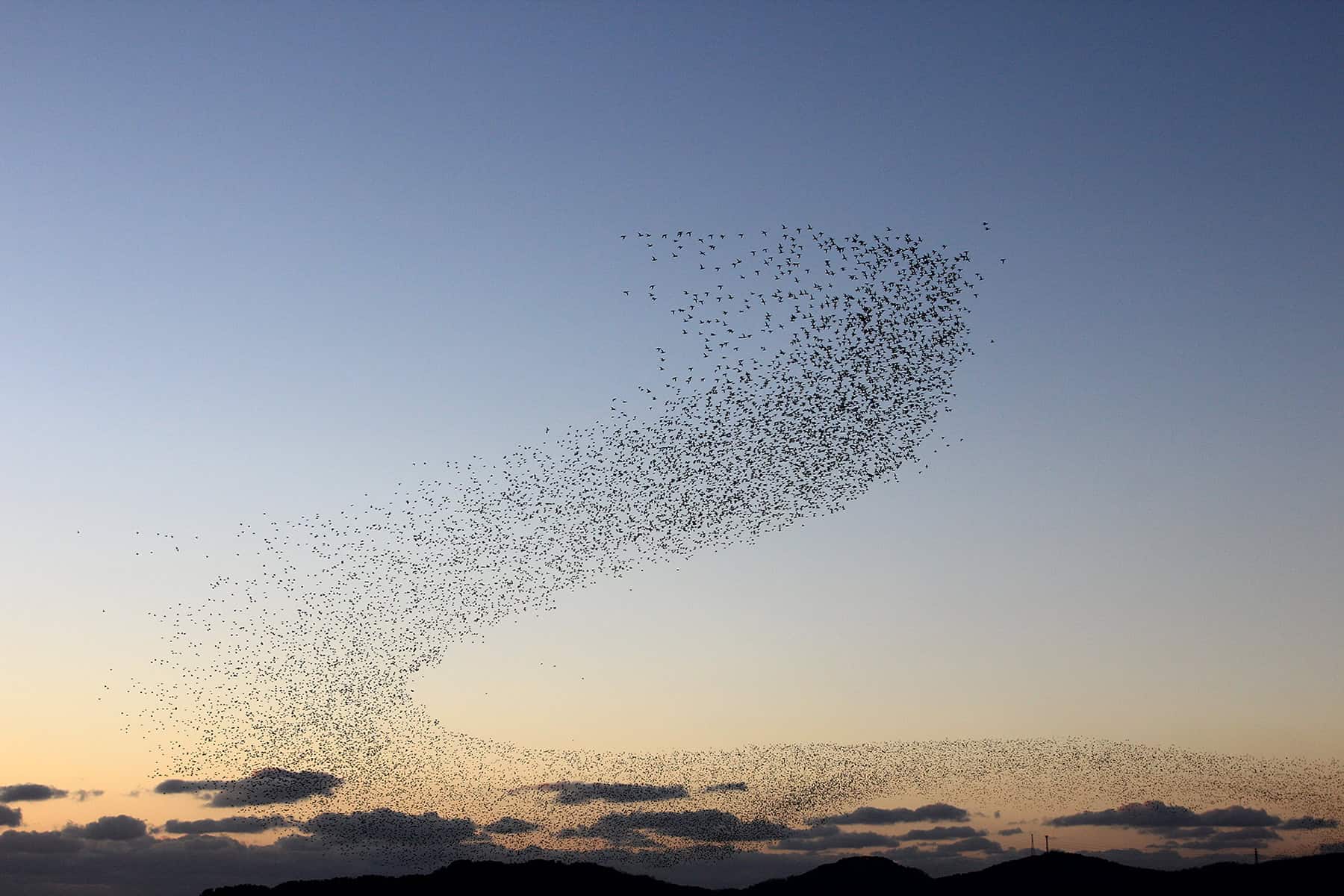 zugvögel-süden-waldgeschichten Warum ziehen Vögel in den Süden?