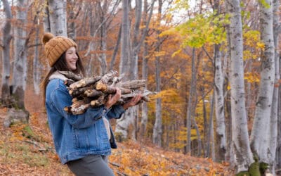 Darf man Holz sammeln im Wald?