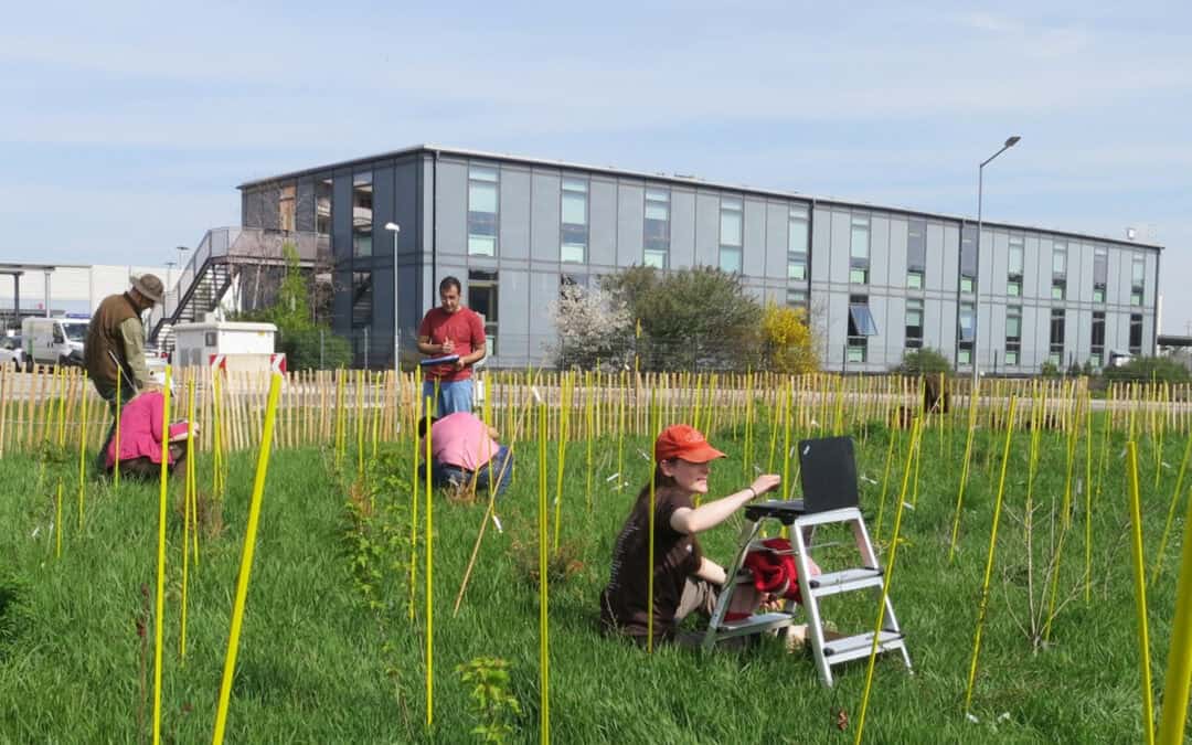 Miniwälder: Kleine Fläche, große Wirkung