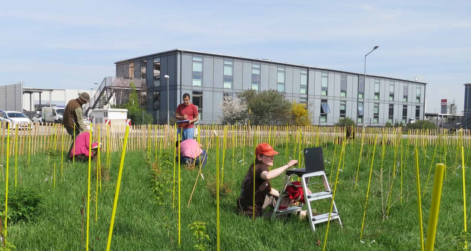 miniwald-wiener-neustadt-forschung-bfw-waldgeschichten Der Miniwald in Wiener Neustadt vom BfW