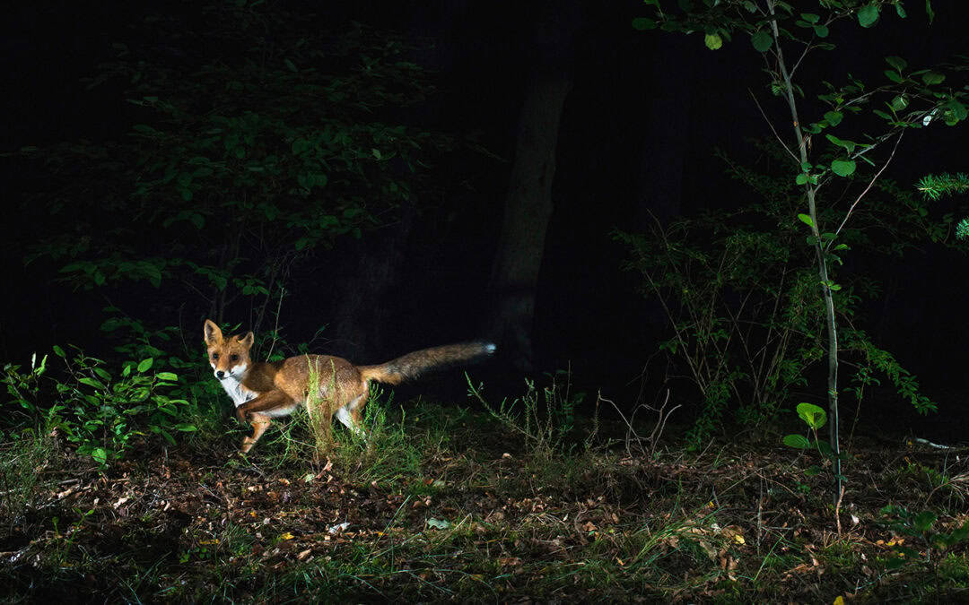 Nachtleben im Wald