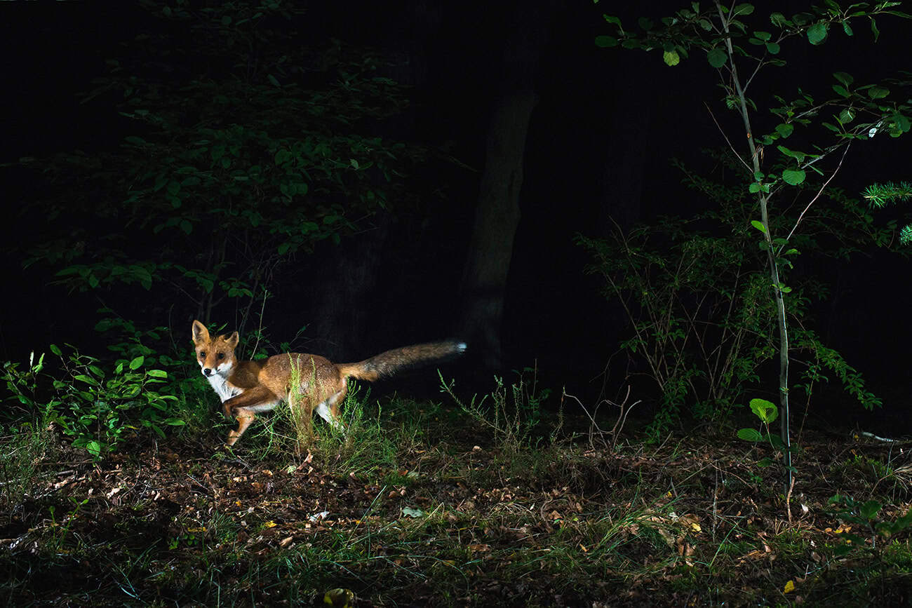 fuchs-wald-nachts-österreich-waldgeschichten Nachtaktive Tiere im Wald