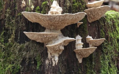 Pilze im Wald: Unsichtbare Netzwerker des Lebens