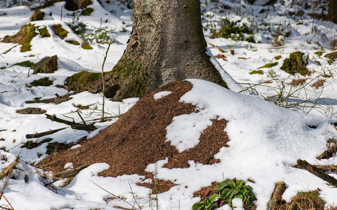 Ab in die Tiefe: Wie Österreichs Waldameisen den Winter überleben