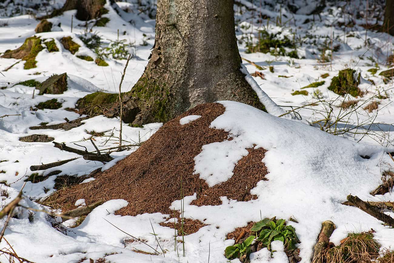 ameisen-winter-waldgeschichten Das machen Waldameisen im Winter