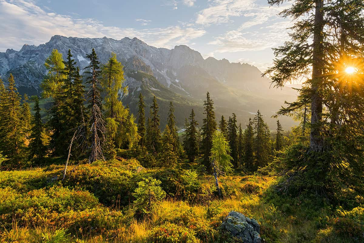 österreich-forstgesetz-fortwirtschaft-waldgeschichten-nachhaltig 50 Jahre Österreichisches Forstgesetz