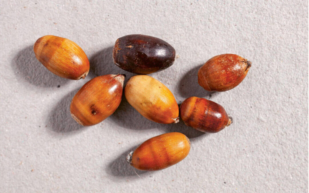 Ausgewählt: Neues Saatgut für klimafitte Wälder