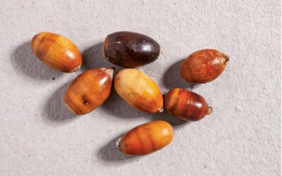 Ausgewählt: Neues Saatgut für klimafitte Wälder