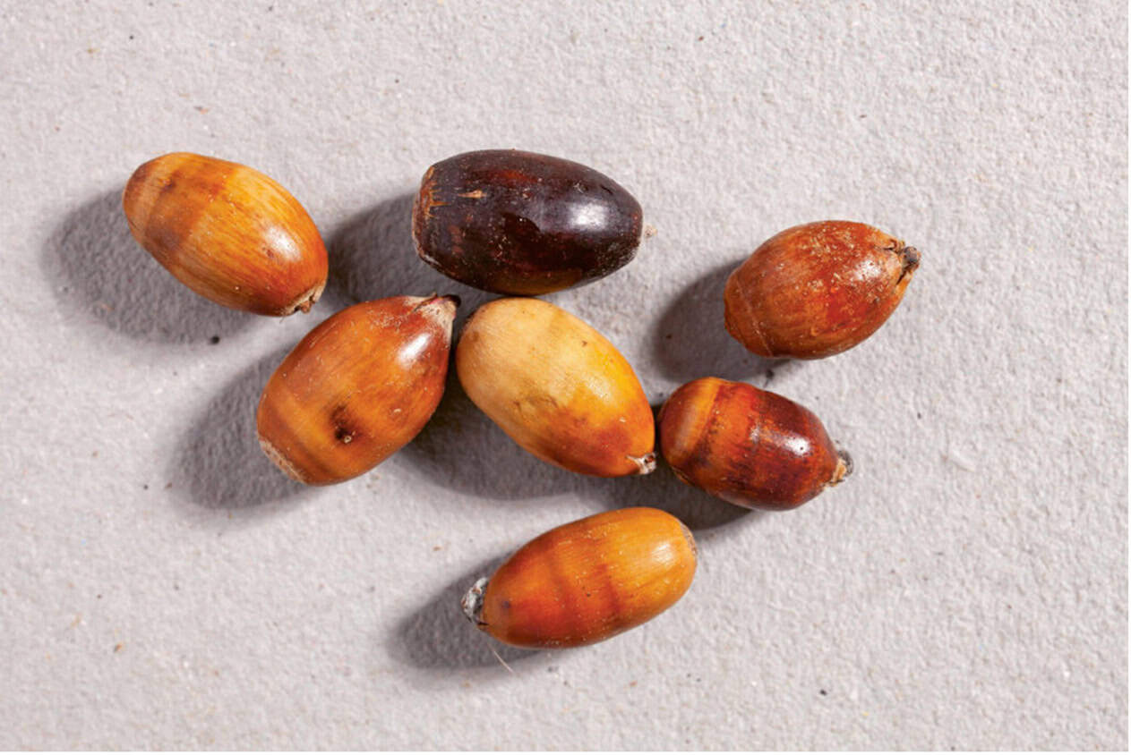 saatgut-klimafitte-wälder-waldgeschichten Neues Saatgut für klimafitte Wälder, Waldgeschichten